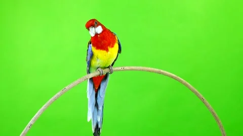 Rosella parrot rotates along the camera isolated on green screen Stock Footage 100823649