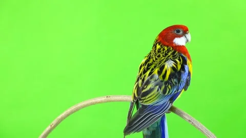 Rosella parrot rotates along the camera isolated on green screen Stock Footage 100824056
