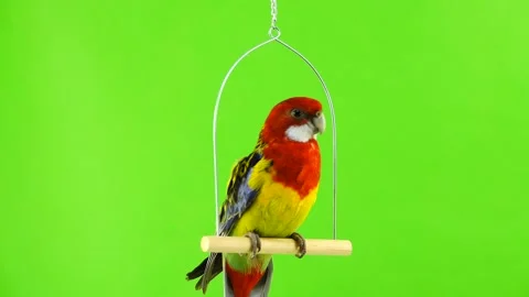 Rosella the parrot rotates along the camera on a white stick on a green scree Stock Footage 100967734