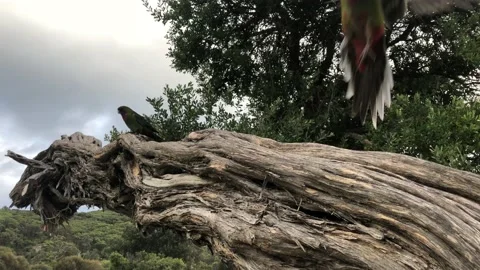 Rosella parrots on a tree. Closeup. Stock Footage 171451310