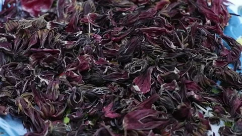 Rosella Plant Stock Footage 190776898