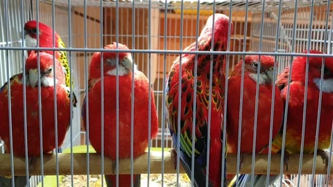 Rosella Red Parrots in a Cage Stock Footage 116901271