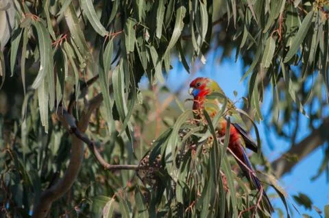 Rosella in a Tree Stock Photos