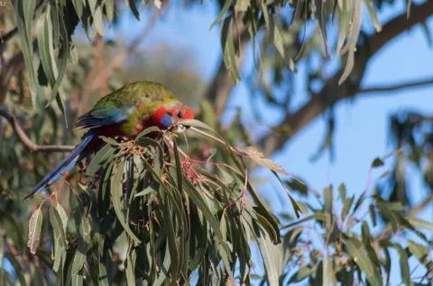 Rosella in a Tree Stock Photos