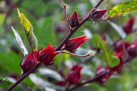Roselle Calyxes Growing On Stem Stock Photos
