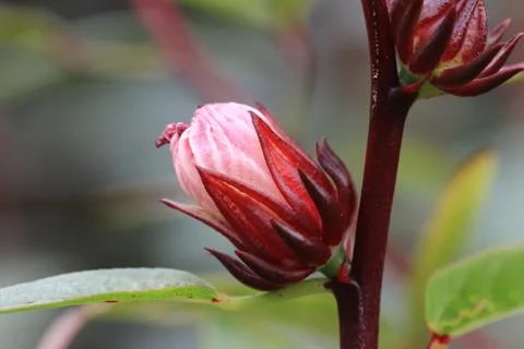 Roselle flower Stock Photos