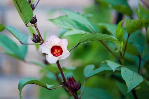 Roselle Flower Stock Photos