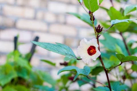 Roselle Flower Stock Photos