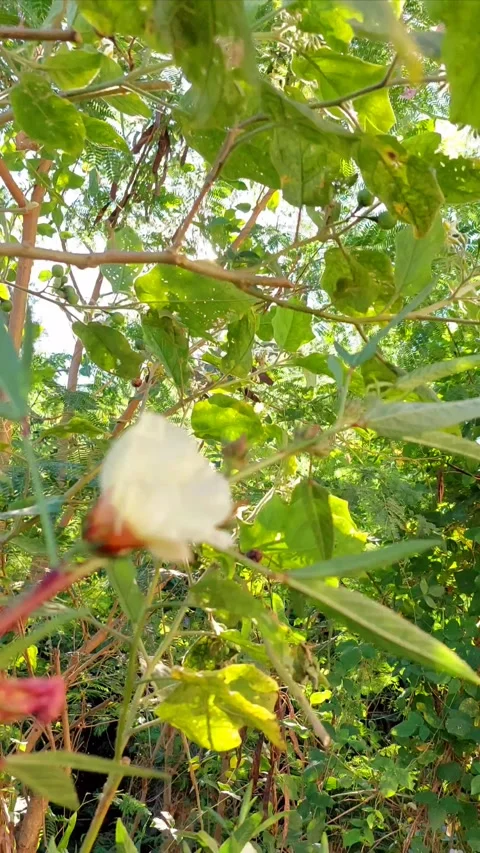 Roselle flowers Stock-Footage 296332254