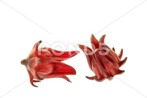 Roselle isolated on the white background Stock Photos