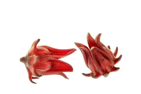 Roselle isolated on the white background Stock Photos