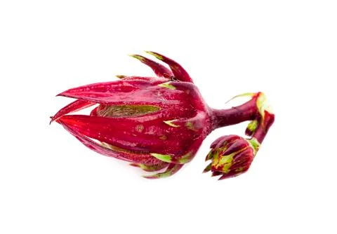 Roselle isolated on white background Stock Photos