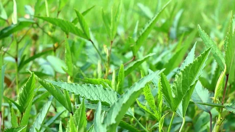 Roselle leaves Stock-Footage 104689362