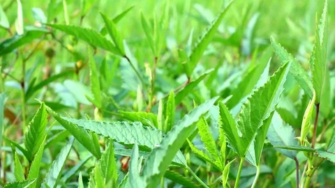 Roselle leaves Stock-Footage 104689409