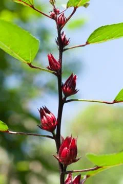 Roselle Stock Photos