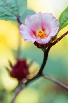 Roselle Stock Photos