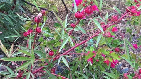Roselle plant Stock Footage