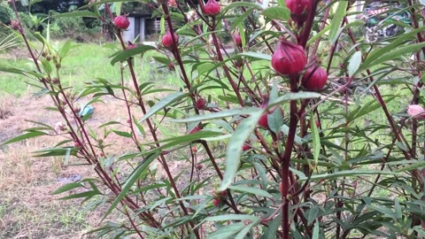 Roselle plant Stock Footage 145813286