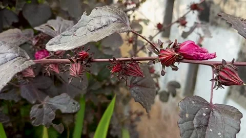 Roselle plants Stock-Footage 309871569