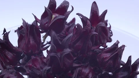 Roselle on white background Stock Footage 124693616