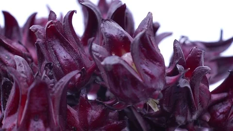 Roselle on white background Stock Footage 124693631