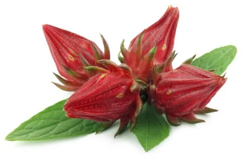 Roselles with leaves Stock Photos