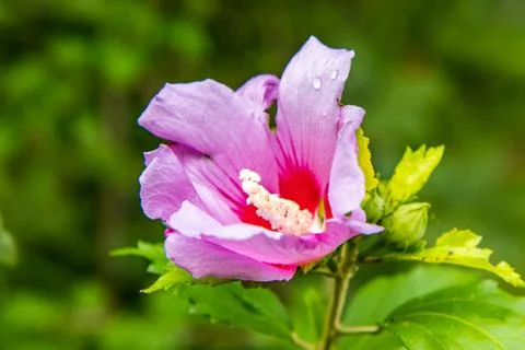 Rosemallow in Bloom Stock Photos