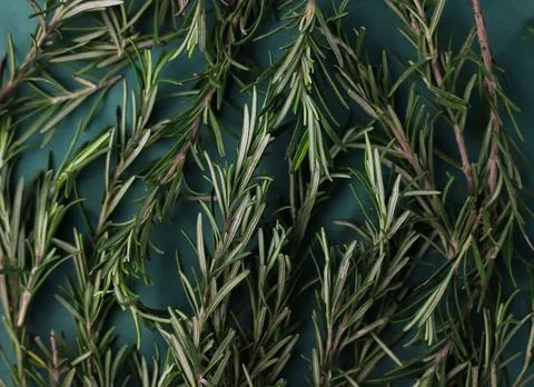 Rosemary 1 Stock Photos
