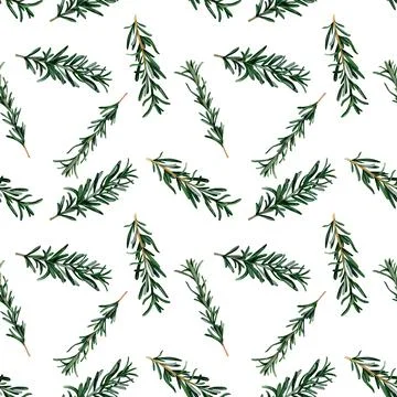 Rosemary aromatic herb. Seamless pattern for prints on wallpaper, textiles,.. Stock-Illustration