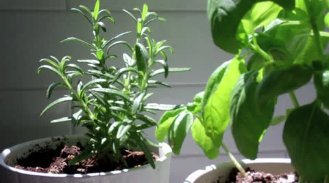 Rosemary &amp; Basil Stock Footage 25235112