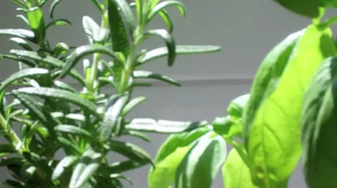 Rosemary &amp; Basil Stock Footage 25235116