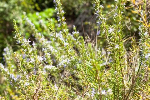 Rosemary in bloom Stock Photos