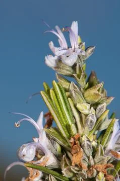 Rosemary in bloom. Stock Photos