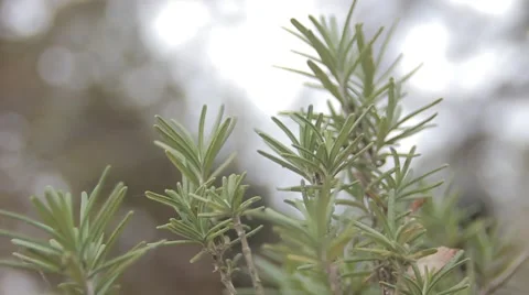 Rosemary Blowing in the Wind Stock Footage 50450428