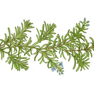 Rosemary branch vector pattern Stock Illustration