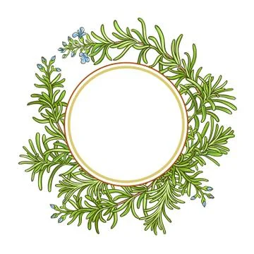 Rosemary branch vector pattern Stock Illustration