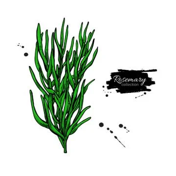 Rosemary bunch vector drawing. Isolated  plant with leaves. Stock Illustration