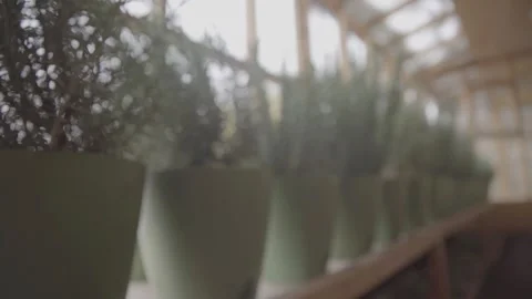 Rosemary bush 27 Video stock 317901456