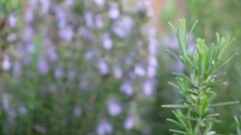 Rosemary bush in bloom Stock Footage 207085883