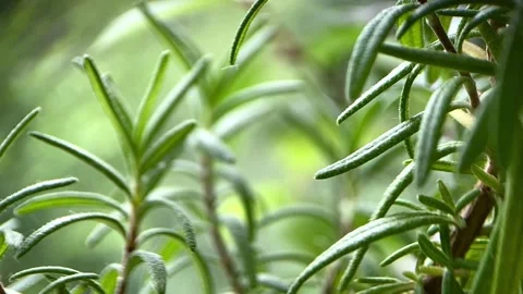 Rosemary close up Stock Footage 246590689