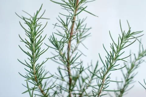 Rosemary Close Up Stock Photos