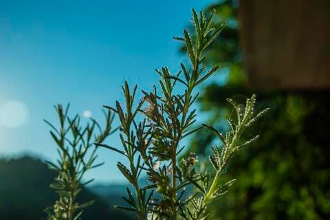 Rosemary close-up with sun in background Stock Photos
