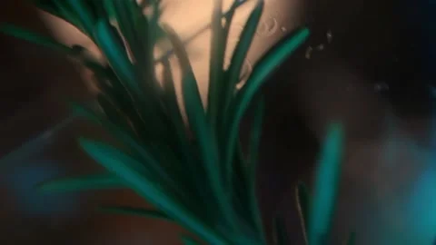 Rosemary in cocktail, close-up Stock Footage 196982007