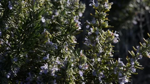 The rosemary flower Video stock 149412538
