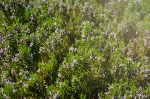 Rosemary in flowers with blurred background Stock Photos