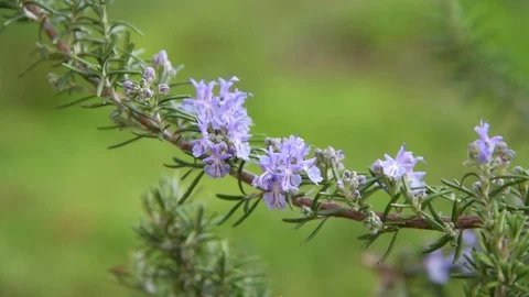 Rosemary in  flowers Stock Footage 127904930