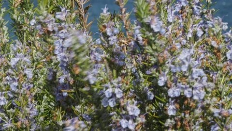 Rosemary flowers Stock Footage 151644553