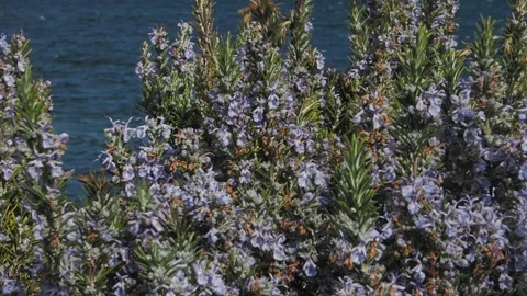 Rosemary flowers Stock Footage 151644554