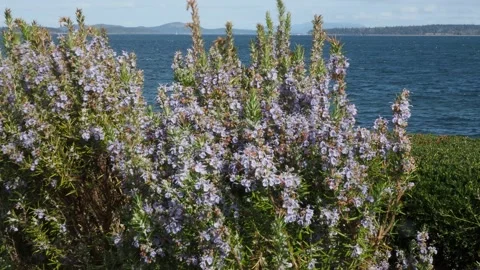 Rosemary flowers Stock Footage 152096671