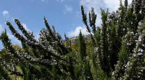 Rosemary Stock Footage 10881066